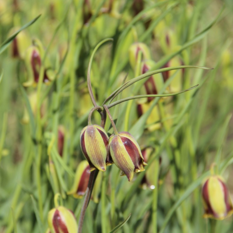 Fritillaria acmopetala Fritillaria acmopetala