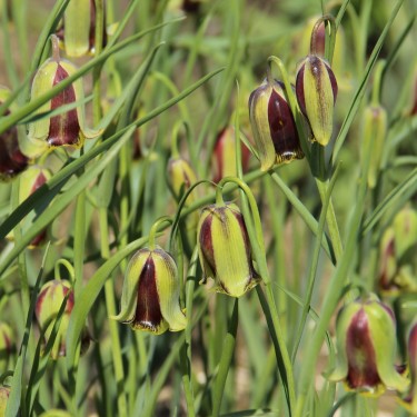 Fritillaria acmopetala Fritillaria acmopetala