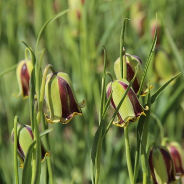 Fritillaria acmopetala Fritillaria acmopetala