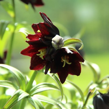 Fritillaria camschatcensis Fritillaria camschatcensis