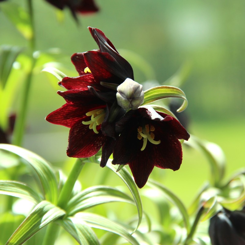 Fritillaria camschatcensis Fritillaria camschatcensis