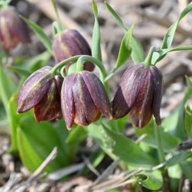 Fritillaria davisii