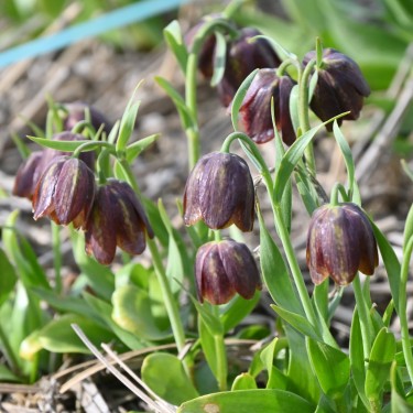 Fritillaria davisii Fritillaria davisii