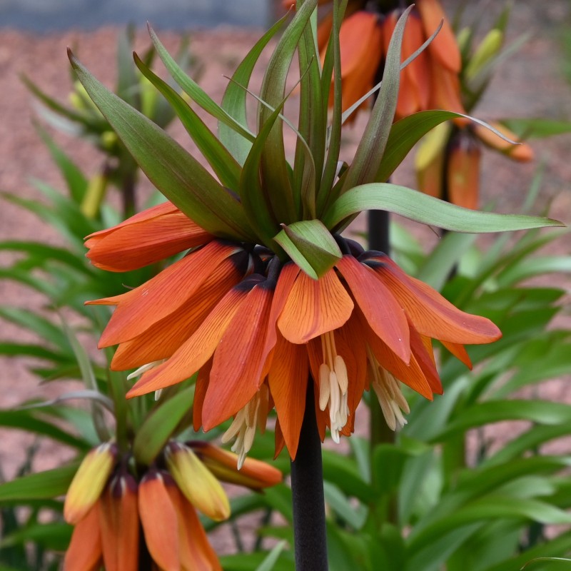 Fritillaria eduardii 'Sunrise' Fritillaria eduardii 'Sunrise'