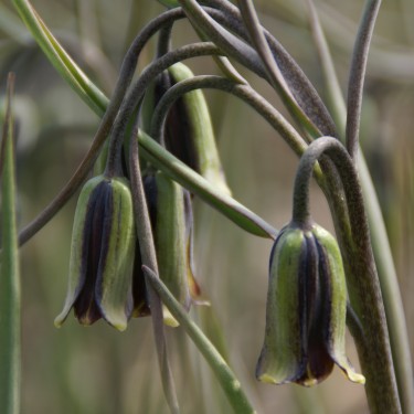 Fritillaria elwesii