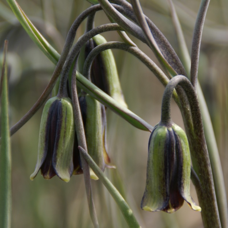 Fritillaria elwesii Fritillaria elwesii
