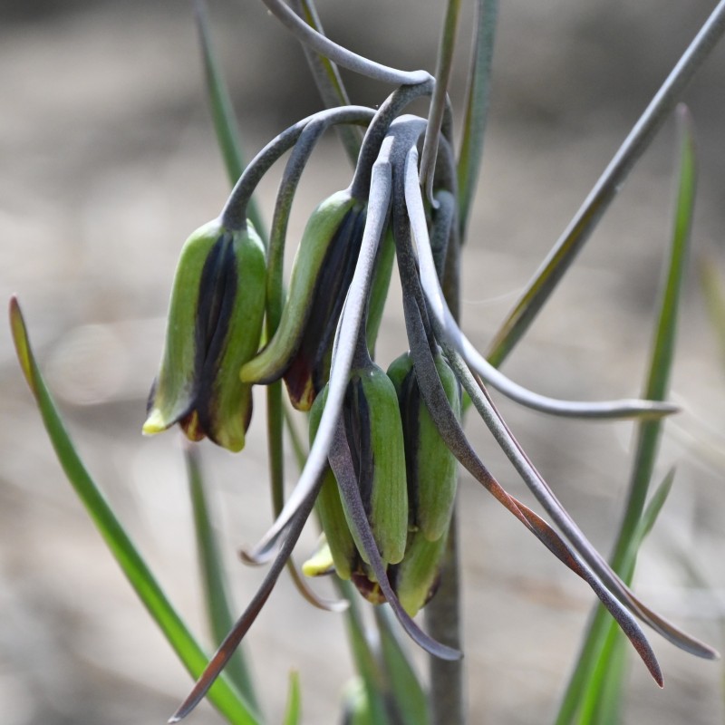 Fritillaria elwesii Fritillaria elwesii