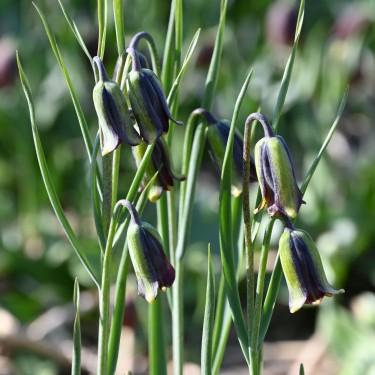 Fritillaria elwesii Fritillaria elwesii