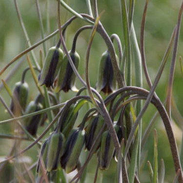 Fritillaria elwesii Fritillaria elwesii