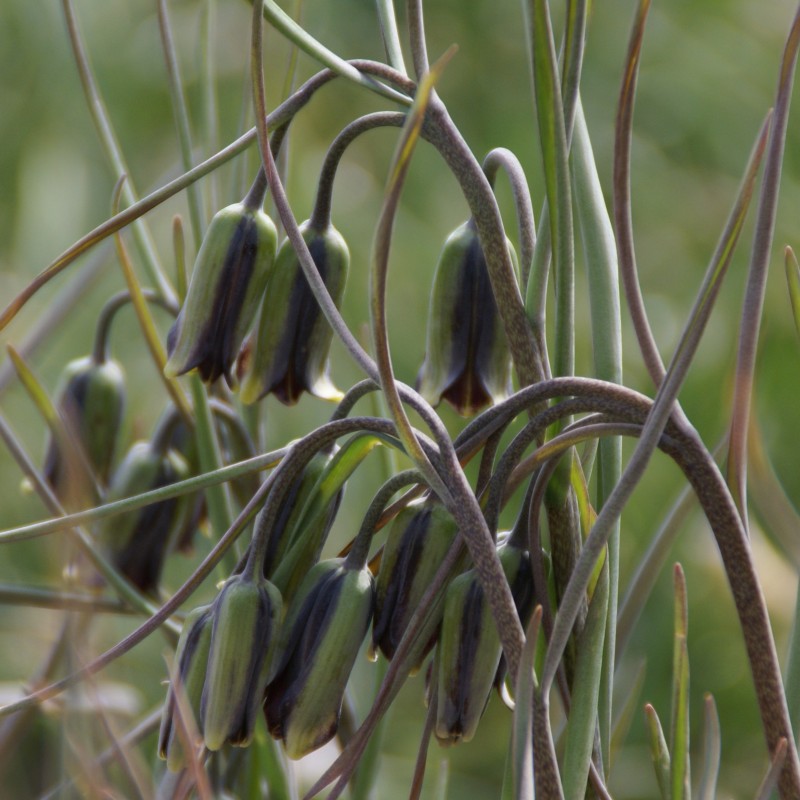 Fritillaria elwesii Fritillaria elwesii