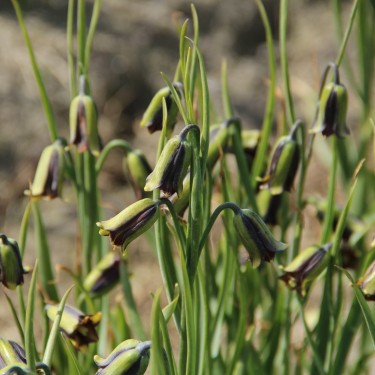 Fritillaria elwesii Fritillaria elwesii