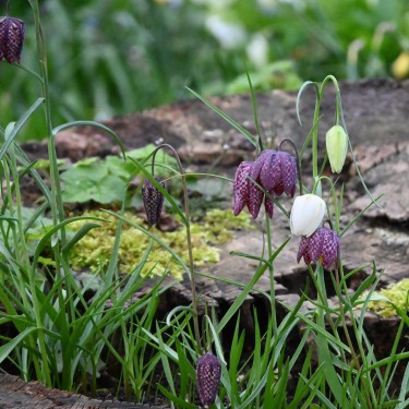 Fritillaria meleagris Fritillaria meleagris