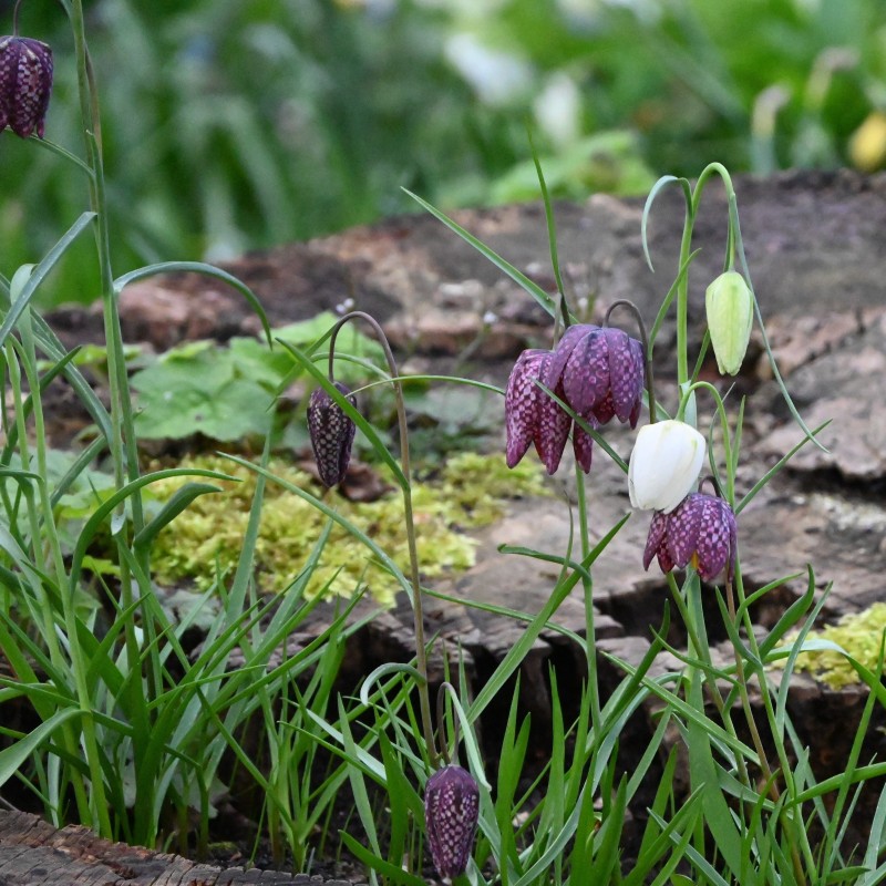 Fritillaria meleagris Fritillaria meleagris