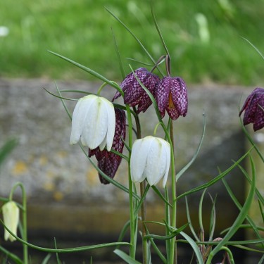 Fritillaria meleagris Fritillaria meleagris