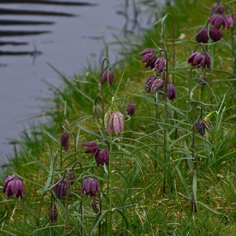 Fritillaria meleagris Fritillaria meleagris