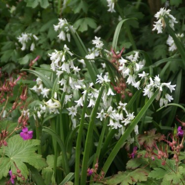 Allium triquetrum