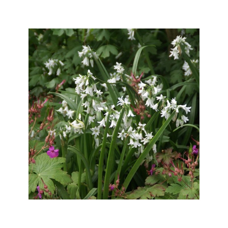 Allium triquetrum