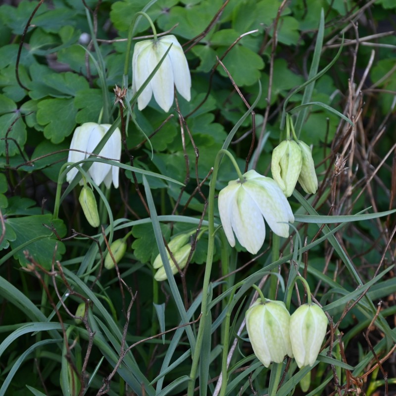 Fritillaria meleagris 'Alba'