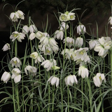 Fritillaria meleagris 'Alba'