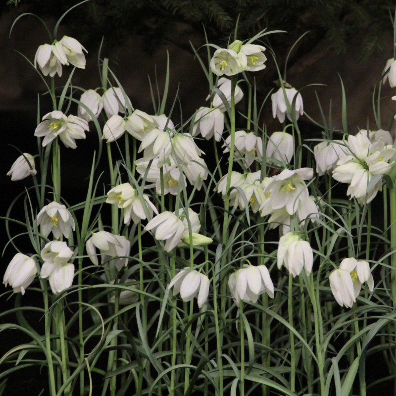 Fritillaria meleagris 'Alba'