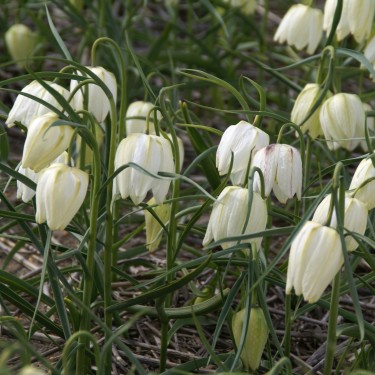 Fritillaria meleagris 'Alba'