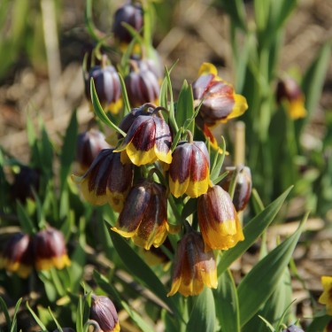 Fritillaria michailovskyi Fritillaria michailovskyi