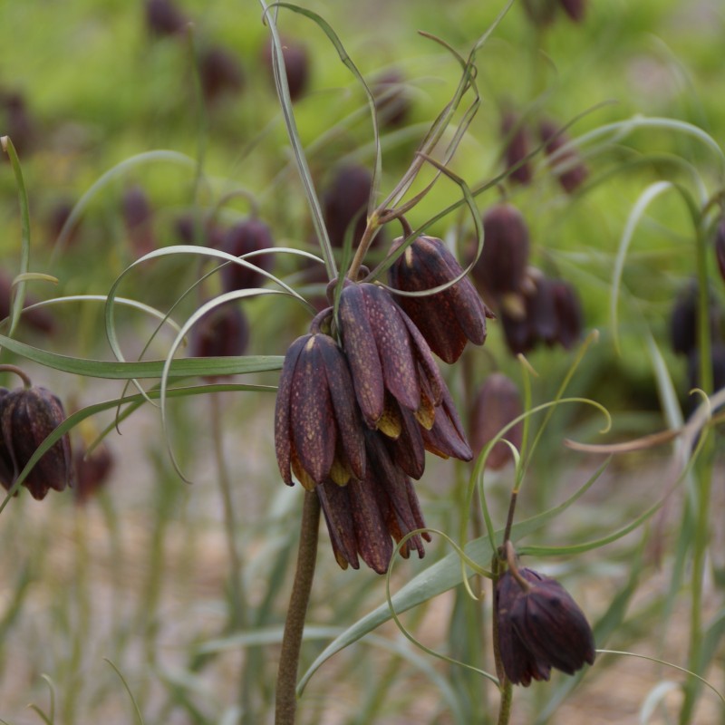 Fritillaria montana Fritillaria montana