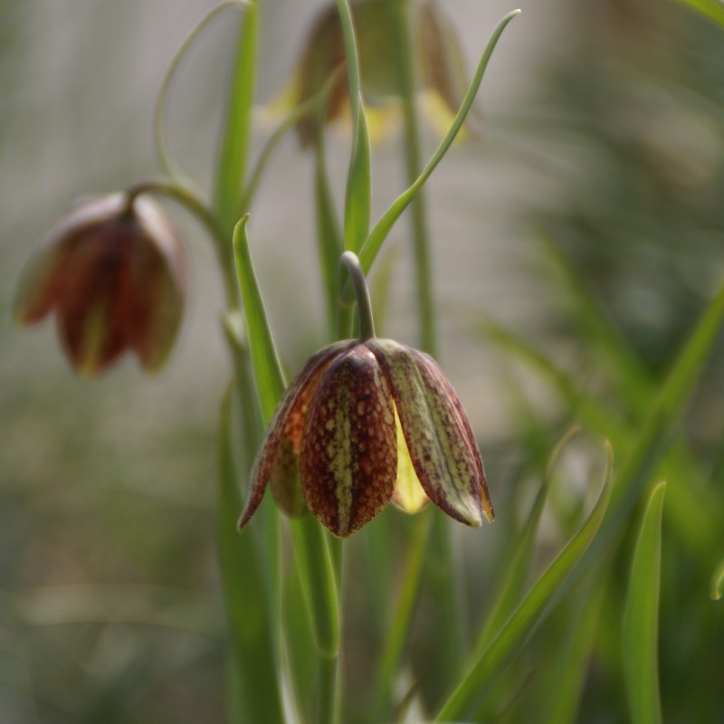 Fritillaria montana Fritillaria montana