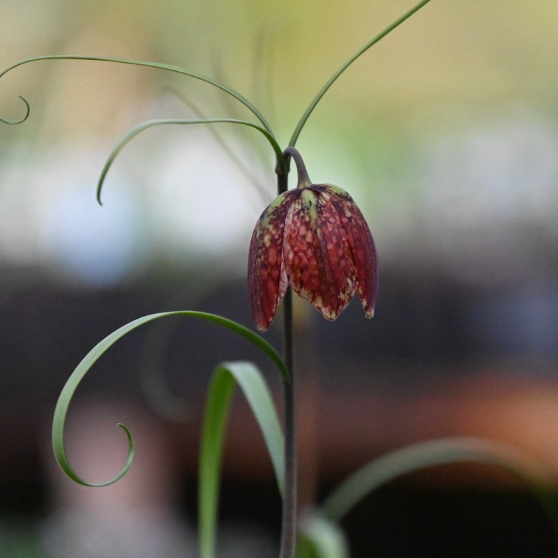 Fritillaria montana Fritillaria montana