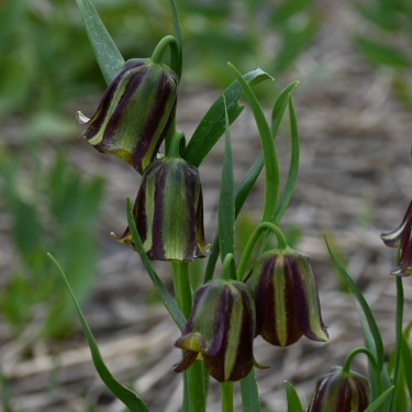 Fritillaria olivieri Fritillaria olivieri