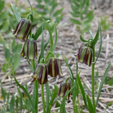 Fritillaria olivieri Fritillaria olivieri
