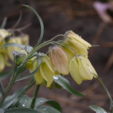 Fritillaria pallidiflora