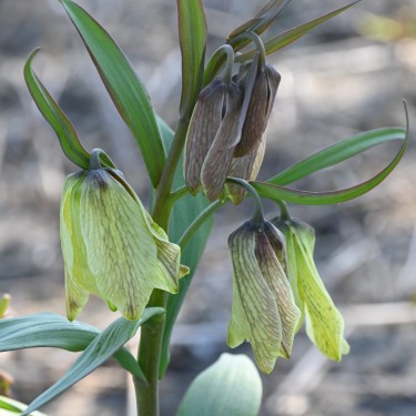 Fritillaria pallidiflora Fritillaria pallidiflora