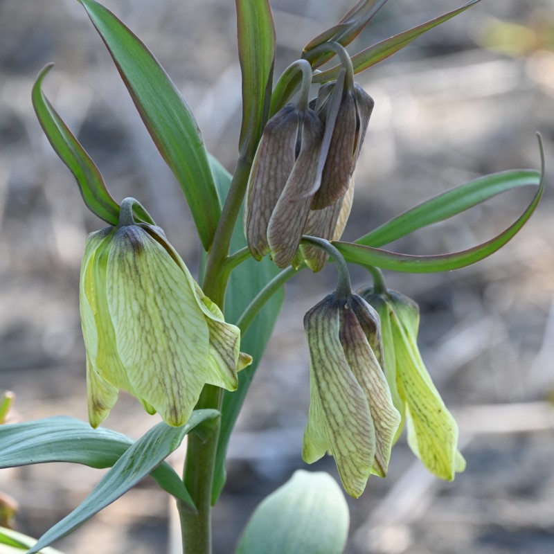 Fritillaria pallidiflora Fritillaria pallidiflora