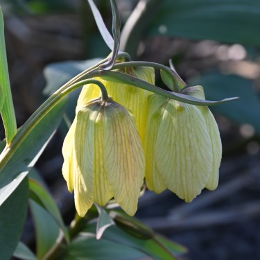 Fritillaria pallidiflora Fritillaria pallidiflora