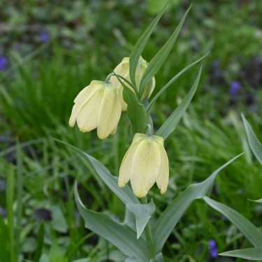 Fritillaria pallidiflora Fritillaria pallidiflora