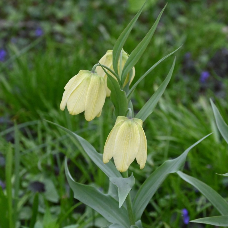 Fritillaria pallidiflora Fritillaria pallidiflora