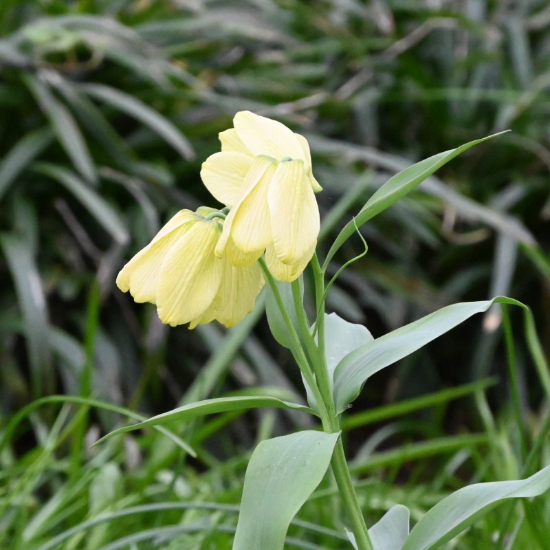 Fritillaria pallidiflora Fritillaria pallidiflora