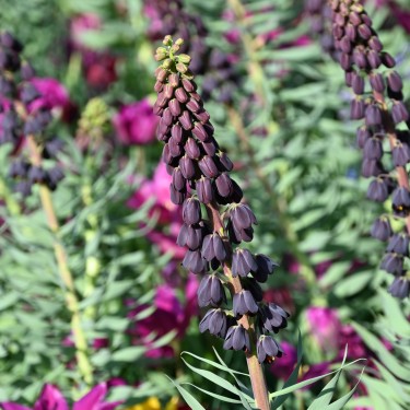 Fritillaria persica Fritillaria persica