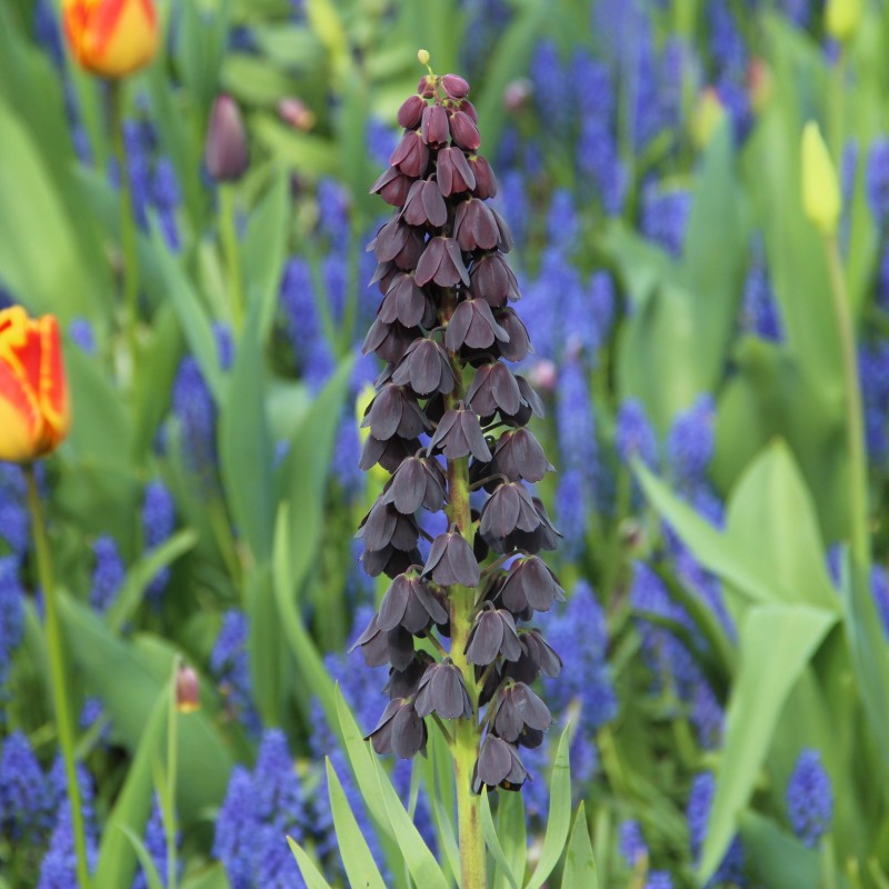 Fritillaria persica Fritillaria persica
