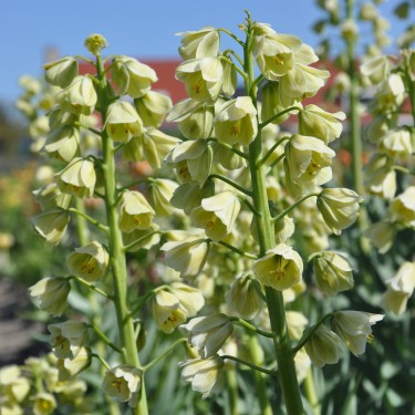 Fritillaria persica 'Ivory Bells' Fritillaria persica 'Ivory Bells'