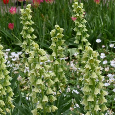 Fritillaria persica 'Ivory Bells' Fritillaria persica 'Ivory Bells'