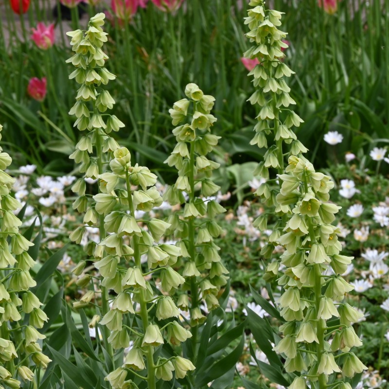 Fritillaria persica 'Ivory Bells' Fritillaria persica 'Ivory Bells'