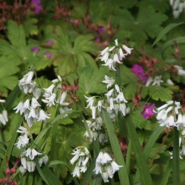 Allium triquetrum