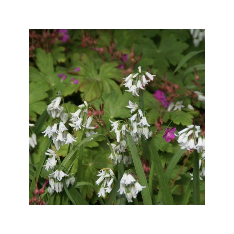 Allium triquetrum