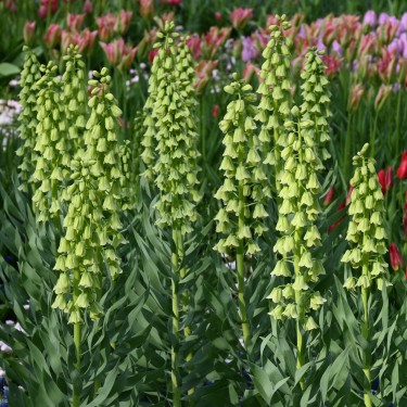 Fritillaria persica 'Ivory Bells' Fritillaria persica 'Ivory Bells'