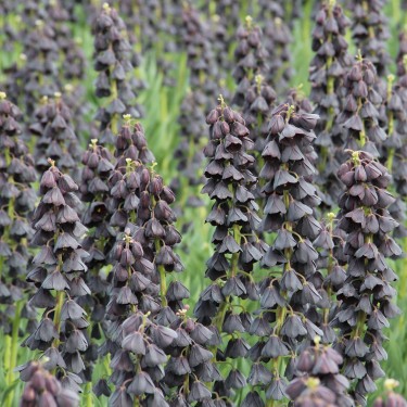 Fritillaria persica 'Twin Towers Tribute' Fritillaria persica 'Twin Towers Tribute'