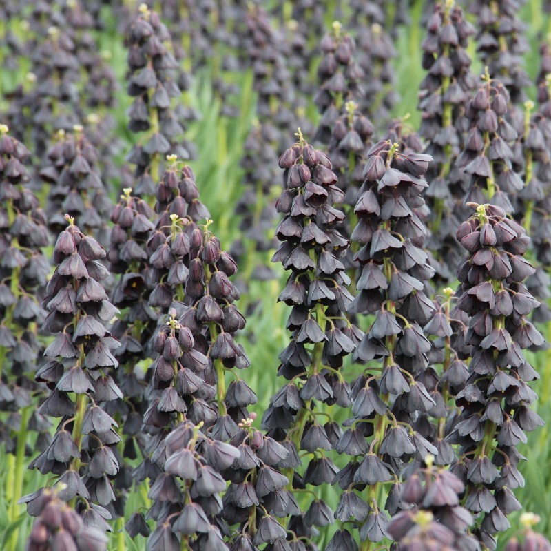 Fritillaria persica 'Twin Towers Tribute' Fritillaria persica 'Twin Towers Tribute'