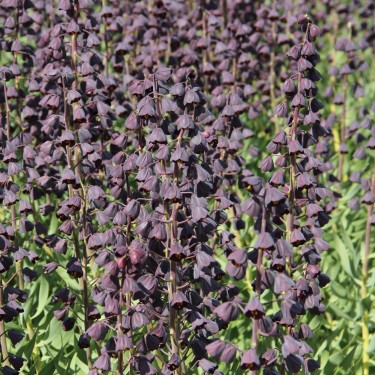 Fritillaria persica 'Twin Towers Tribute' Fritillaria persica 'Twin Towers Tribute'