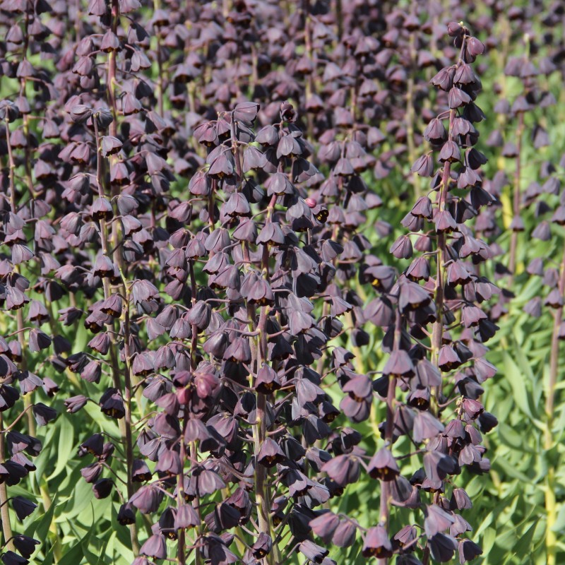 Fritillaria persica 'Twin Towers Tribute' Fritillaria persica 'Twin Towers Tribute'